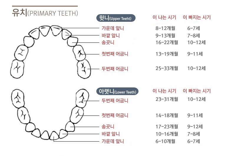 primary-teeth-chart.jpg